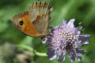 Oranje Zandoogje
