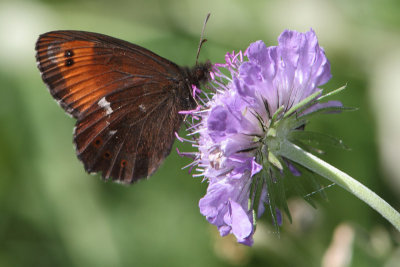 Erebia ligea - Arran Brown