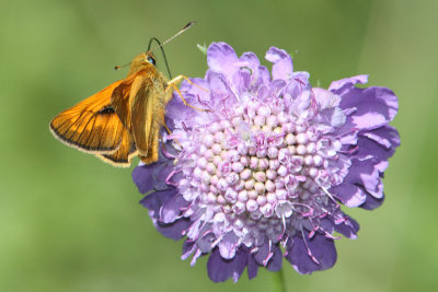 Ochlodes sylvanus - Large Skipper