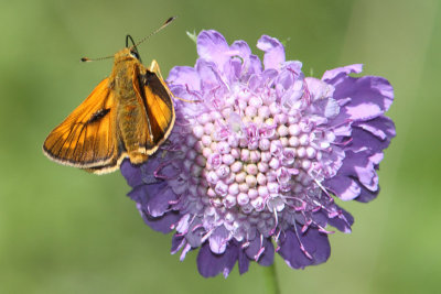Ochlodes sylvanus - Large Skipper