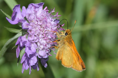 Ochlodes sylvanus - Large Skipper