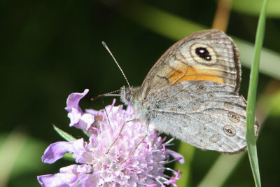 Lasiommata maera - Large Wall Brown