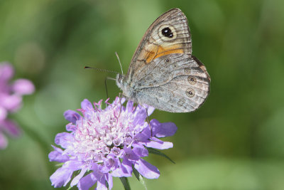 Lasiommata maera - Large Wall Brown