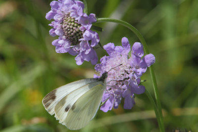 Piersis mannii - Southern Small White