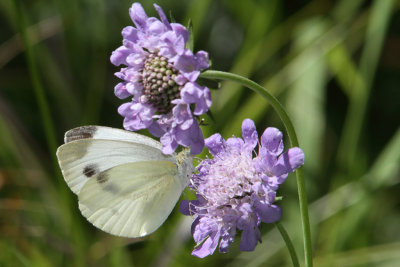 Piersis mannii - Southern Small White