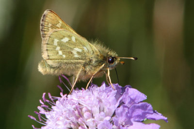 Hesperia comma - Silver-spotted Skipper