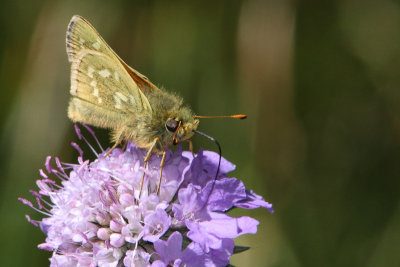 Hesperia comma - Silver-spotted Skipper