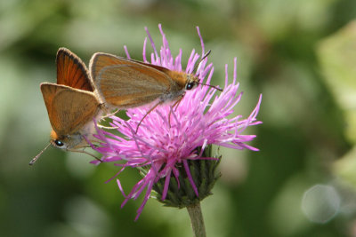 Thymelicus lineola - Essex Skipper