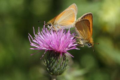 Thymelicus lineola - Essex Skipper