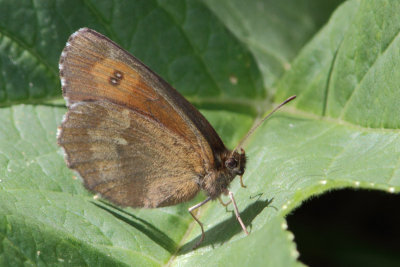 Erebia euryale - Large Ringlet