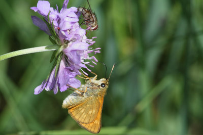 Ochlodes sylvanus - Large Skipper