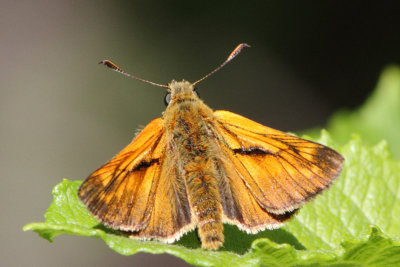 Ochlodes sylvanus - Large Skipper