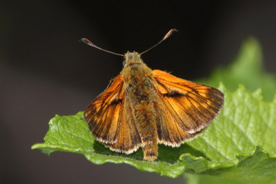 Ochlodes sylvanus - Large Skipper