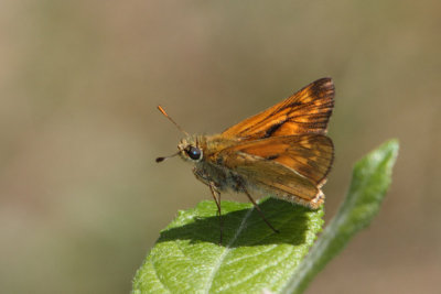 Ochlodes sylvanus - Large Skipper