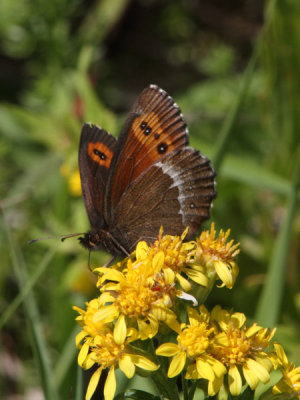 Erebia euryale - Large Ringlet