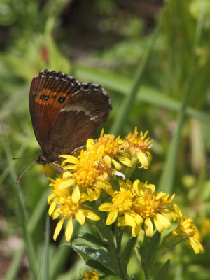Erebia ligea - Arran Brown