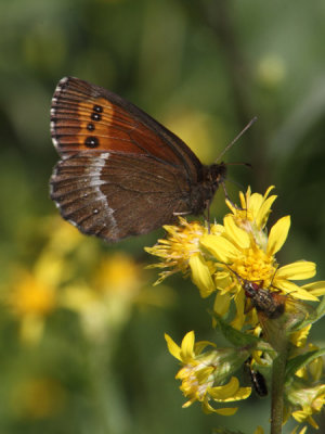 Erebia ligea - Arran Brown
