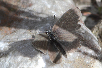 Cupido minimus - Little Blue