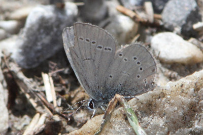 Cupido minimus - Little Blue