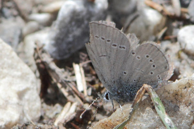 Cupido minimus - Little Blue