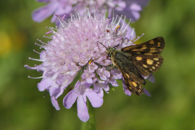 Carterocephalus palaemon - Chequered Skipper