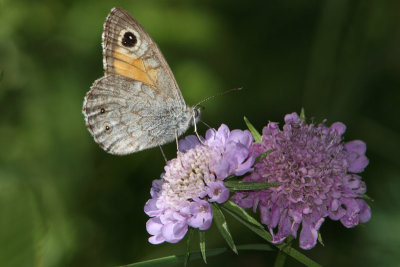 Lasiommata maera - Large Brown Wall