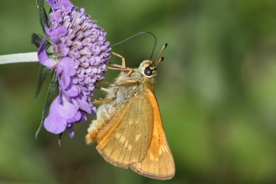 Ochlodes sylvanus - Large Skipper
