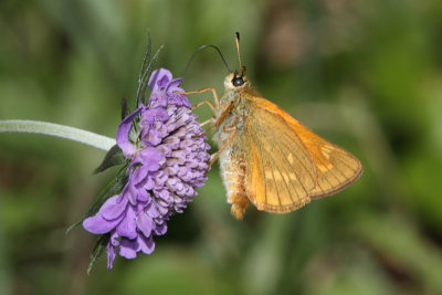 Ochlodes sylvanus - Large Skipper