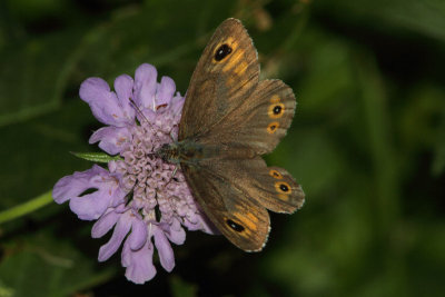 Lasiommata maera - Large Brown Wall