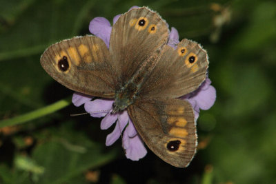 Lasiommata maera - Large Brown Wall