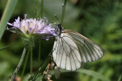 Aporia crataegi - Black-veined White