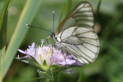 Aporia crataegi - Black-veined White
