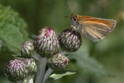 Thymelicus lineola - Essex Skipper