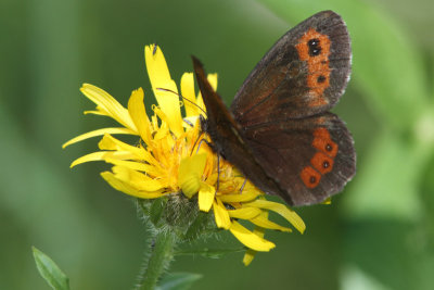 Erebia ligea - Arran Brown