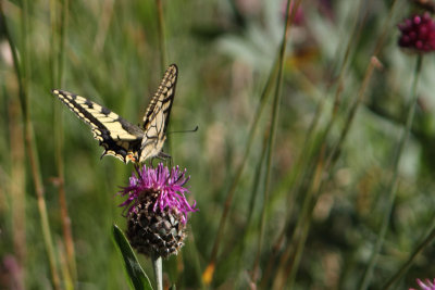 Papilio machon - Swallowtail