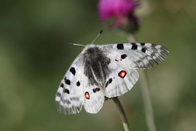 Parnassius apollo - Apollo