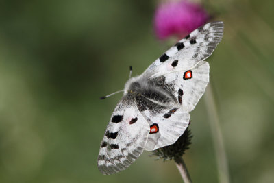 Parnassius apollo - Apollo