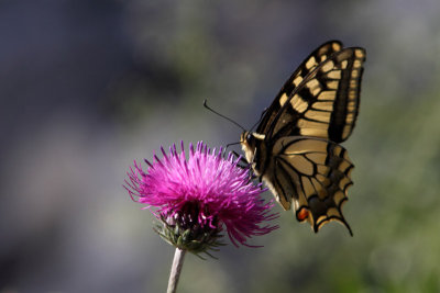 Papilio machon - Swallowtail