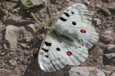 Parnassius apollo - Apollo