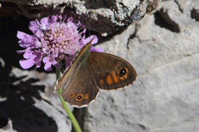 Lasiommata maera - Large Wall Brown