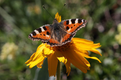 Aglais urticae - Small Tortoiseshell