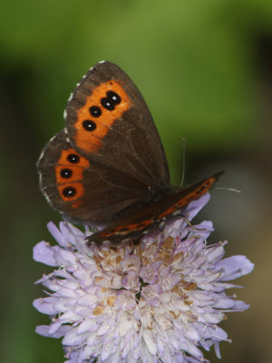 Erebia ligea - Arran Brown
