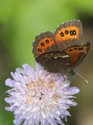 Erebia ligea - Arran Brown
