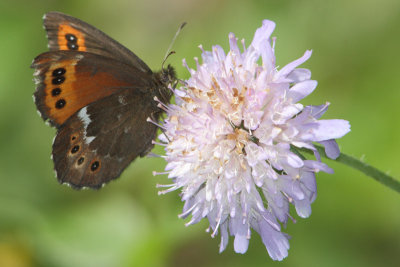 Erebia ligea - Arran Brown