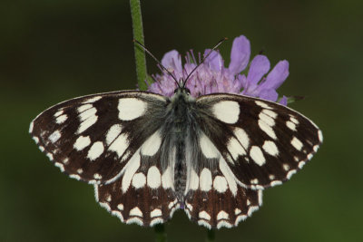 Melanagria galathea - Marbled White