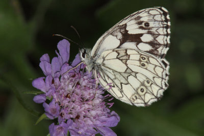 Melanagria galathea - Marbled White
