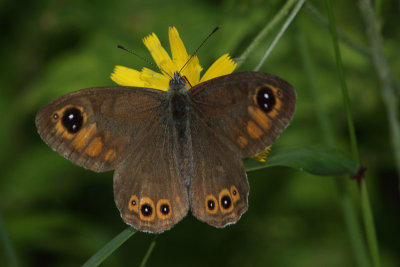 Lasiommata maera - Large Wall Brown