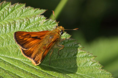 Ochlodes sylvanus - Large Skipper