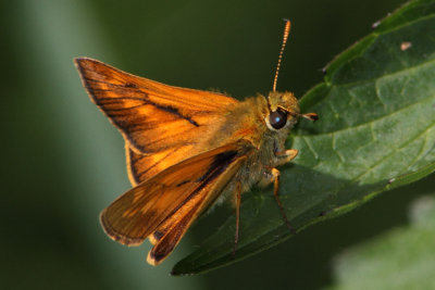 Ochlodes sylvanus - Large Skipper