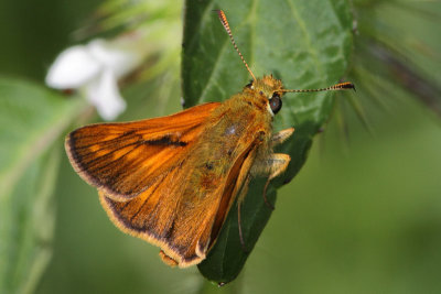 Ochlodes sylvanus - Large Skipper